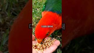 앵무새 가장 많이 서식하는 국가! TOP 5