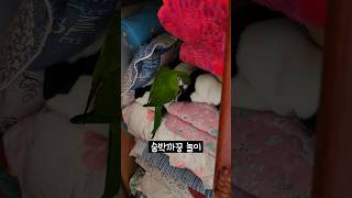 까꿍 앵무 한스마카우 두루  숨박까꿍 놀이 #말하는앵무새 #앵무새 #한스마카우 #반려동물 #반려앵무새