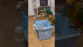 앵무새 일상 입니다 #앵무새 #구독 #좋아요 #앵무새키…