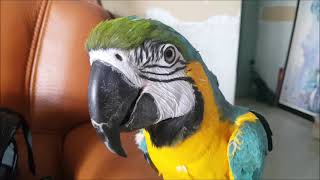 치사뽕 젤리 (청금강)