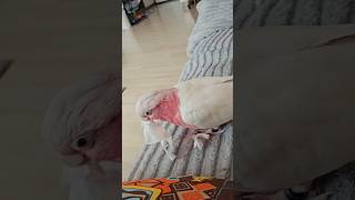 오복이의 평범한 일상 조각모음 #갈라코카투 #앵무새