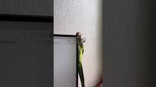 개구진 아이 2 #앵무새 #퀘이커 #parrot #매달리기 #개구쟁이
