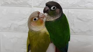 [앵무파파] 벽을 타고 다니는 앵무새들, 레드옐로우사이드코뉴어 연두와 파인애플코뉴어 코니의 암벽등반, 클라이밍, 바다투망달인이 키우는 앵무새들의 좌충우돌 [2020.10.01]