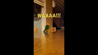 찹찹앵무새의 텐션 #shorts #parrot #cai…