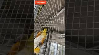 스파이더 카이큐앵무새