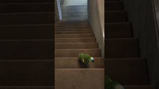 뒤뚱뒤뚱  날개는장식  #계단오르는새  #아마존앵무소주…