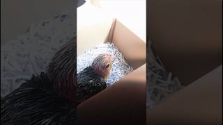 카이큐 이유식 먹이기 #앵지