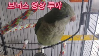 앵무새들 아침 물 밥 갈아주는시간 보너스영상 퀘이커앵무…