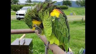 앵무새 아~머리야~~ #parrotvideo #amaz…