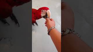 바닥에서 걸어오는 홍금강앵무새