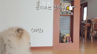 Caique Parrot Afraid Of Dog  강아지 눈치보는 카이큐 앵무새