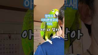 껌딱지가 된 카이 사람과의 사회성 만렙 #아리 #짝 #카이 #말하는 #아마존 #앵무새