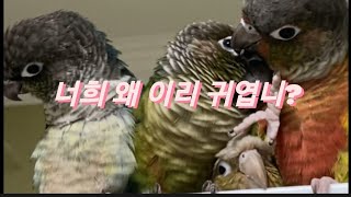코뉴어앵무새 좋아하는 사람 여기모여라!!