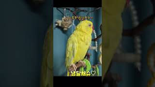 폭풍털갈이중#목도리앵무새#앵무새#parrot#말하는앵무…