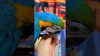 리콜, 콜링, 울음소리 내는 아기 앵무새 돌봐주기