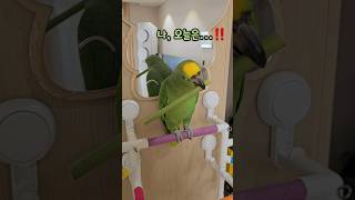 놓치지 않을거에요!! #아마존앵무새