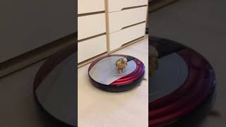 드라이브를 즐기는 소망이(코뉴어)