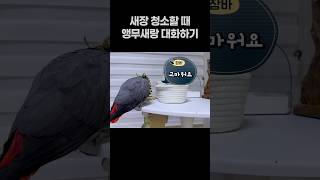 새장 청소할 때 앵무새랑 대화하기  회색앵무 잠바