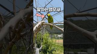 앵무새카페 가서 말하는 앵무새에게 말 시키기 가평 아마조나 앵무새카페
