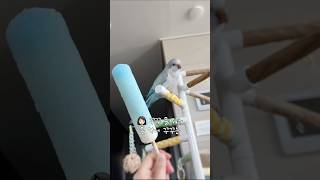 ㅇㅏ 못 먹는 거 왜 보여주냐꾸!❄️#캔디바엉덩이#퀘이커앵무송꾸꾸