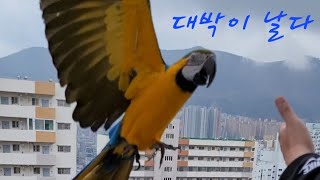 아파트 14층에서 청금강앵무새 자유비행