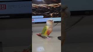 순금이 너무 비싸서 화가 잔뜩 난 앵무새 #앵무햇살 #코뉴어