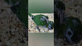 한스마카우  /이유조 /아가새