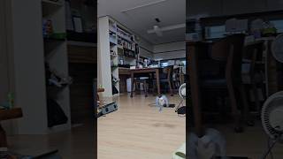 [퀘이커 앵무] 엄마에게 뒤를 보이면 안되는 이유 #p…