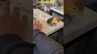 노랑머리 카이큐앵무새 #shorts