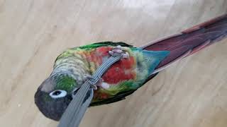 [앵무파파] 줄타기 선수 코뉴어 연두 [2018.11.…