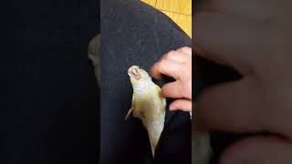 블루파인애플코뉴어 재롱부리기