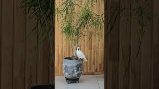 어허 누가 내보고 상남자 마쵸맨이라카든데! 어디서 날 부르노잉!#코카투앵무새#호주#말하는앵무새#갱상도앵무새#마쵸맨