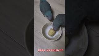 찰옥수수 먹는 퀘이커들~  #birds #parrot #블루퀘이커 #퀘이커 #옥수수먹는 앵무새 #찰옥수수 좋아하는 퀘이커