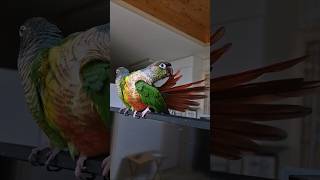 코뉴어앵무새#하랑이 #하봉이 #birds#parrot