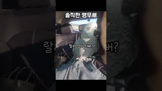 솔직한 앵무새 / 거짓말은 안되요 / 회색앵무 랄라 /…