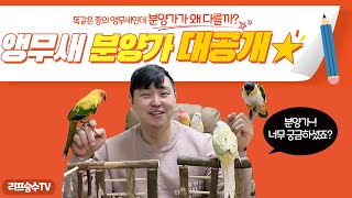 [앵무새 키우기]많은 분들이 가장 궁금하셨던 앵무새 분양가 모든걸 공개합니다~!