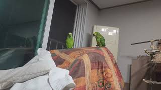 귀농귀촌 앵무새 놀아주기 Playing parrots …