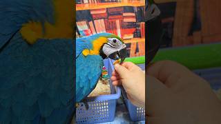 청금강 앵무 강이 짝궁으로 분양가는 2개월 반 청금강 여아예요.