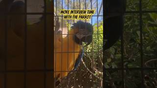 More interview time with the parrot #parrot #nature #animals
