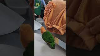 @ohsujin 앵무새 카이큐 미미 홀로서기~