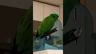 앵무새가 ㅈ됐다고 말한 이유