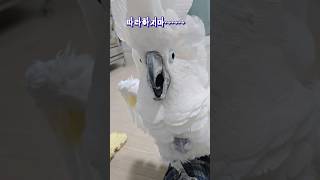 빵 터진 앵무새 #웃긴앵무새  #따라하는거싫어하는앵무새 #cockatoos #동물 #birds #parrot