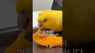 살구 먹는 재르신은 귀여운 앵무새야