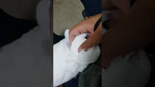 보리 귀마싸지~~~좋아죽어요.엄브렐라코카투