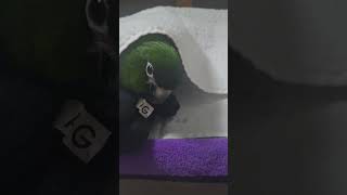 @앵무새. 한스마카우.13세. 남자. 이름:  지 루비…