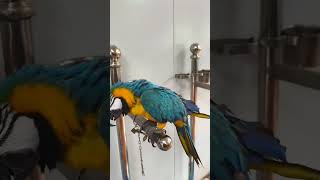 Green-winged macaw #birds #sho…