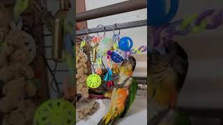 검은머리카이큐