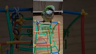 앵무새 안녕 가르치기