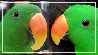 [앵무새더빙]부리관리 주인에게 속아 치과에 다녀온 앵무…