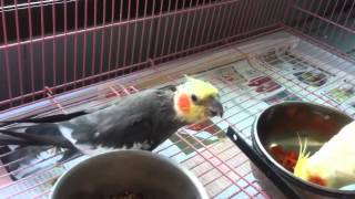 왕관앵무 휘파람